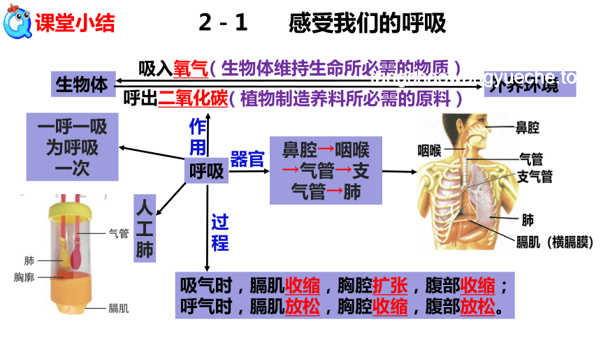 【毕导式解答】如何用科学方式理解并纠正对呼吸方式的误解？